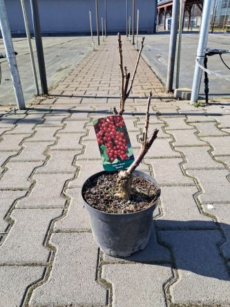 Porzeczka Czerwona 'Rosetta' Forma Krzaczasta - C2