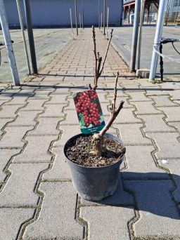 Porzeczka Czerwona 'Rosetta' Forma Krzaczasta - C2