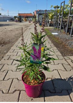 Budleja Davidii 'Butterfly Tower' - Budleja Dawida - C3