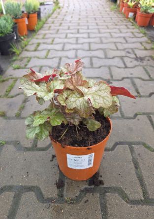 Heuchera ‘Pinot Girls’ – Żurawka – C2