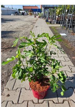 Ficus Crica 'Little Miss Figgy' - Figowiec Pospolity - C4