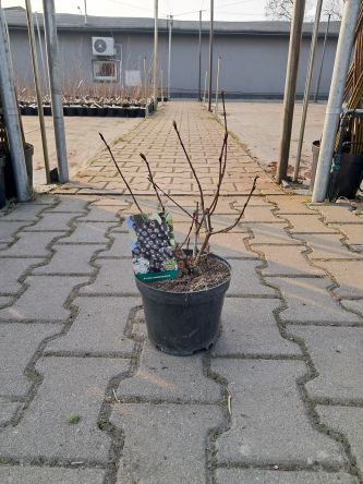 Aronia Czarna 'Hugin' - Aronia Melanocarpa - C2