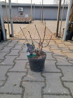 Aronia Czarna 'Hugin' - Aronia Melanocarpa - C2