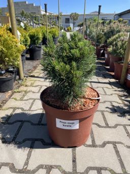 Pinus Mugo 'Varella' - Sosna Górska - C10