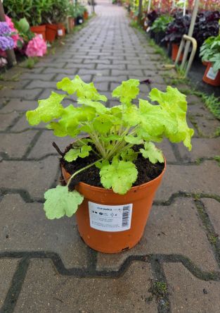 Heuchera ‘Lemon Love’ – Żurawka – C2