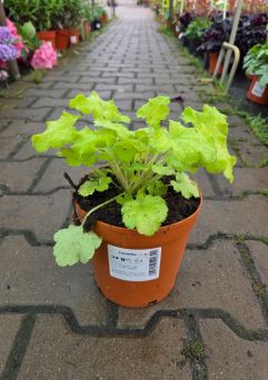 Heuchera ‘Lemon Love’ – Żurawka – C2