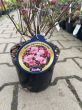 Azalea Japonica 'Babuscha' - Azalia Japońska - C2,5 - 2