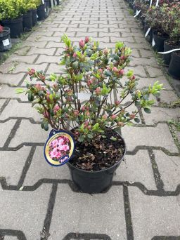 Azalea Japonica 'Babuscha' - Azalia Japońska - C2,5