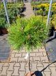 Pinus Densiflora 'Low Glow' - Sosna Gęstokwiatowa – Forma Pienna 80/90cm - C5 - 2