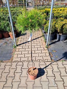 Pinus Densiflora 'Low Glow' - Sosna Gęstokwiatowa – Forma Pienna 80/90cm - C5