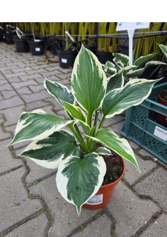 Hosta 'Minuteman' - Funkia - C2