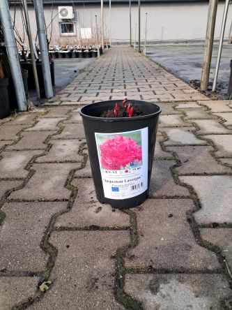 Piwonia Chińska 'Inspecteur Lavergne' - Paeonia Lactiflora - C3HL