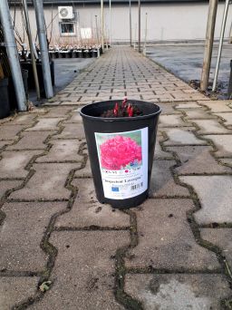 Piwonia Chińska 'Inspecteur Lavergne' - Paeonia Lactiflora - C3HL