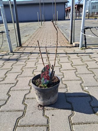 Porzeczka Czerwona 'Detvan' Forma Krzaczasta - C2