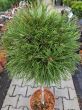 Pinus Mugo 'Varella' - Sosna Górska - Forma Pienna 80/90 CM - C10 - 2