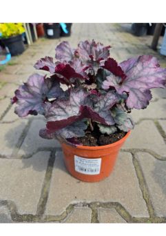 Heuchera ‘Rex Silver’ – Żurawka – C2