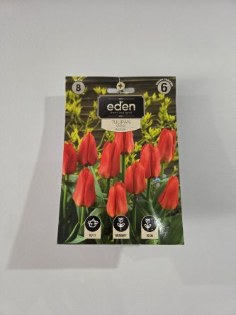 VG - TULIPAN MIRAMARE