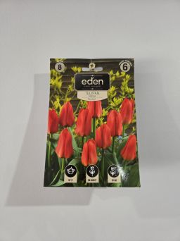 VG - TULIPAN MIRAMARE
