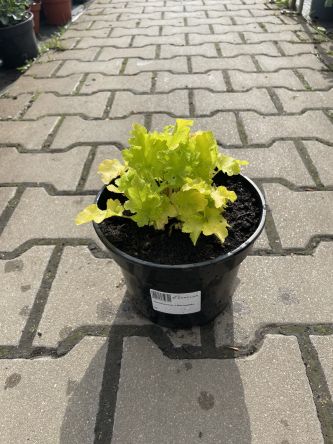 Heuchera ‘Lime Marmelade’ – Żurawka – C2