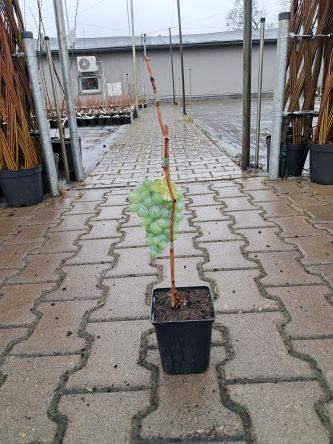 Winogrono 'Chrupka Złota' - Vitis - P9/P11