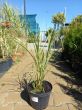 Miscanthus Siensis 'Zebrinus' - Miskant Chiński - C3 - 2