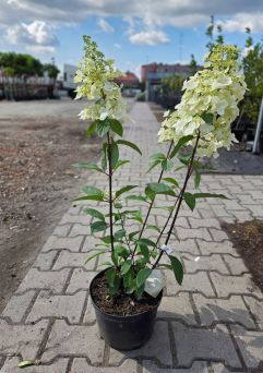 Hydrangea Paniculata ‘Pinky – Winky’ – Hortensja Bukietowa – C5