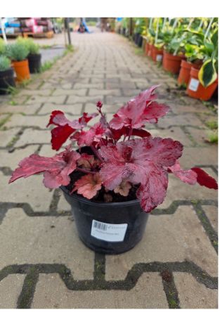 Heuchera ‘Forever Red’ – Żurawka – C2