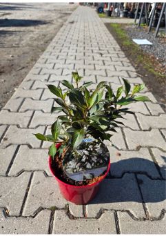 Weigela Florida 'Black and White' - Krzewuszka Cudowna - C3