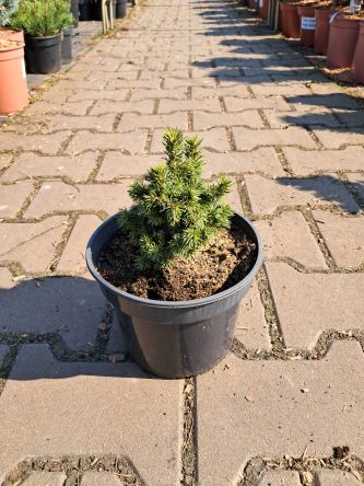 Picea Glauca 'Alberta Globe' - Świerk Biały - C3