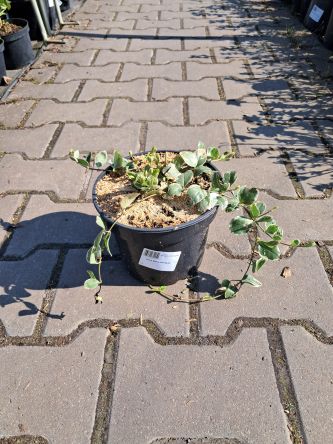 Vinca Minor 'Variegata' - Barwinek Mniejszy - C2