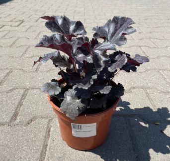 Żurawka 'Black Pearl'