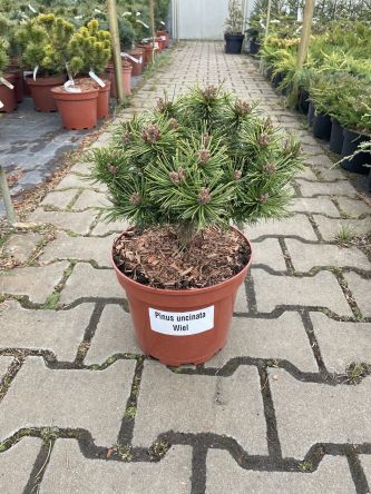 Pinus Uncinata 'Wiel' - Sosna Hakowata - C5