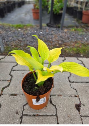 Hosta 'Shadowland Coast to Coast' - Funkia - C2