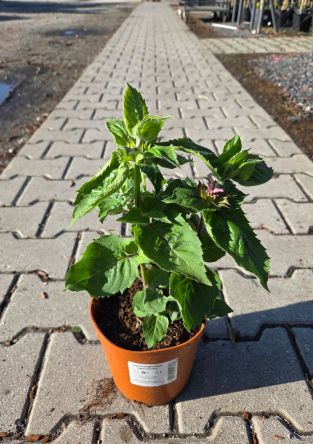 Monarda x Hybrida ' Bee-Lieve' - Pysznogłówka - C2