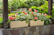 SKRZYNKA BEGONIA RATTAN - 4