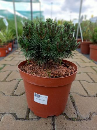 Pinus Unciniata 'Uncinata Nana' - Sosna Hakowata - C5