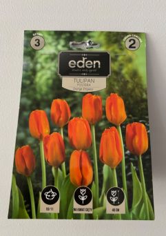 VG - TULIPAN ORANGE EMPEROR