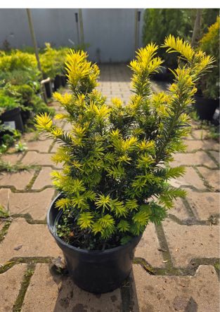 Taxus Baccata ‘Kleefeld’ – Cis Pospolity  - C3