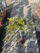 Juniperus Horizontalis - 'Prince Of Wales' - Jałowiec Płożący - Forma Pienna 70/80cm - 2