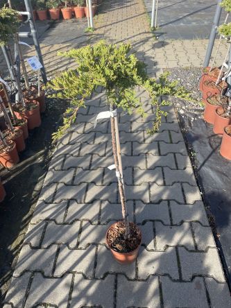Juniperus Horizontalis - 'Prince Of Wales' - Jałowiec Płożący - Forma Pienna 70/80cm