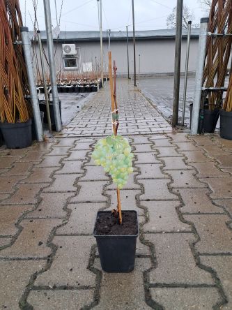 Winogrono 'Perła Zali' - Vitis - P9/P11