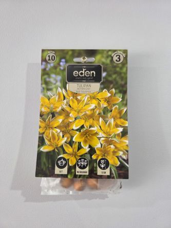 VG - TULIPAN TARDA DASYSTEMON