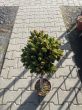 Picea Abies 'WB Plane' -Świerk Pospolity -  Forma Pienns 50cm - C4,5 - 2