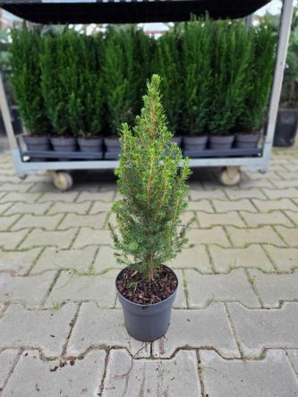 Picea Glauca 'Conica' - Świerk Biały - P13