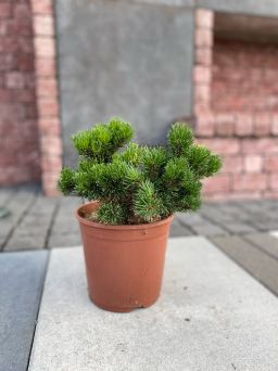 Pinus Mugo 'Jacobsen' - Sosna Górska - C4,5