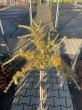 Larix Decidua 'Pendula' - Modrzew Europejski - Forma Pienna 80/100cm - 2