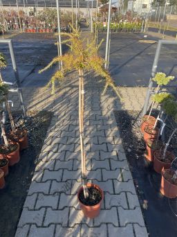 Larix Decidua 'Pendula' - Modrzew Europejski - Forma Pienna 80/100cm