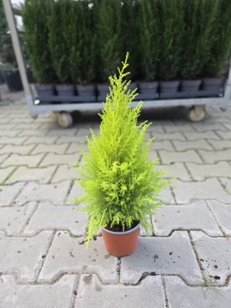 Cupressus Goldcrest 'Wilma' - Cyprysik Goldcrest - P12