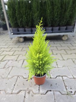 Cupressus Goldcrest 'Wilma' - Cyprysik Goldcrest - P12