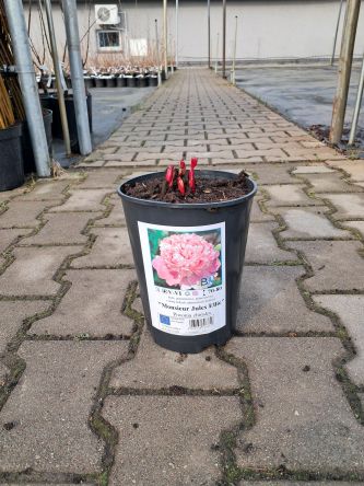 Piwonia Chińska - 'Monsieur Jules Elie' - Paeonia Lactiflora - C3HL
